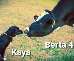 Kaya & Berta 410ABC