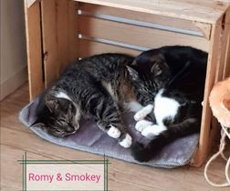 Romy&SmokeyABC